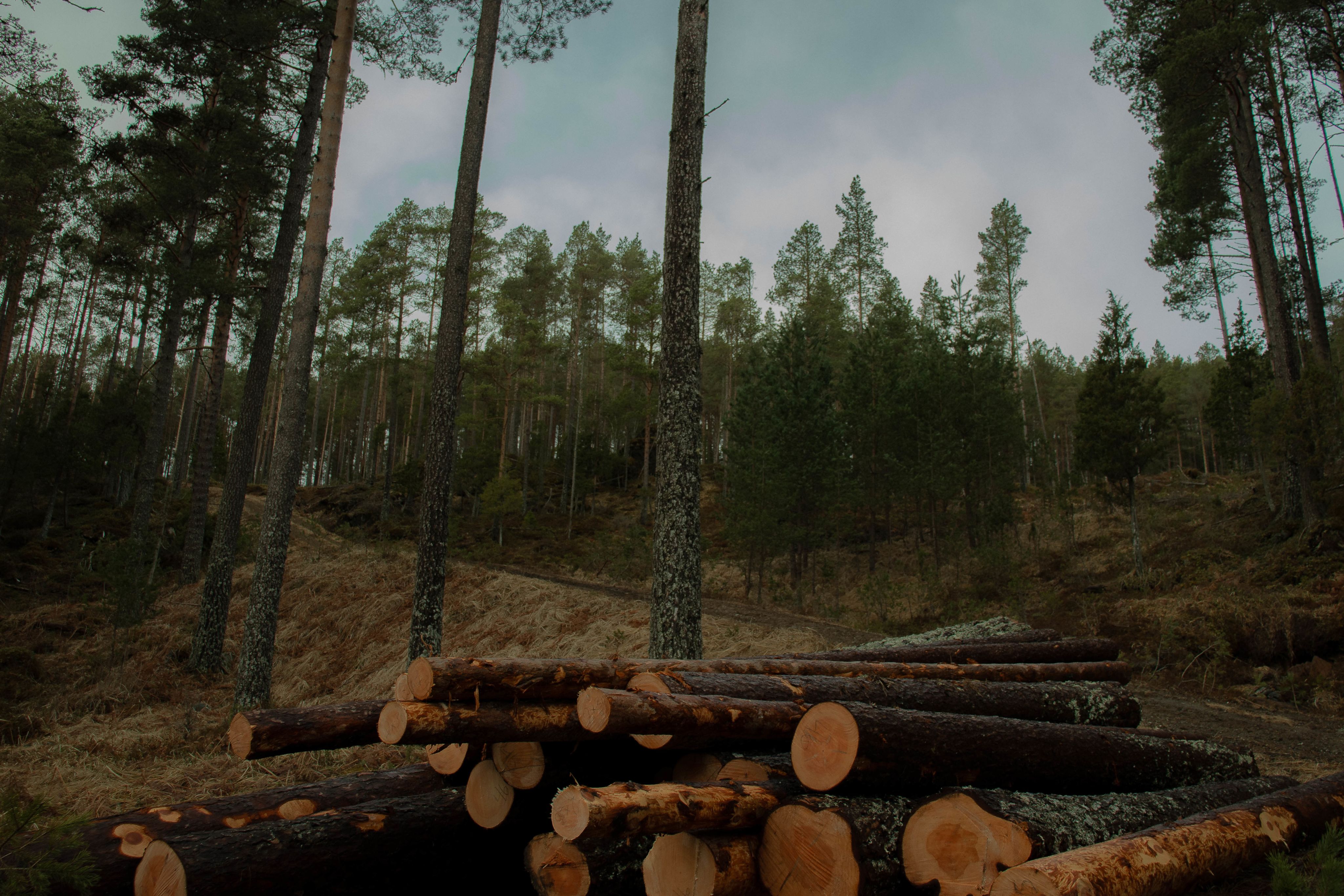 FOTO: Saga Konstanse Bjerkebekk