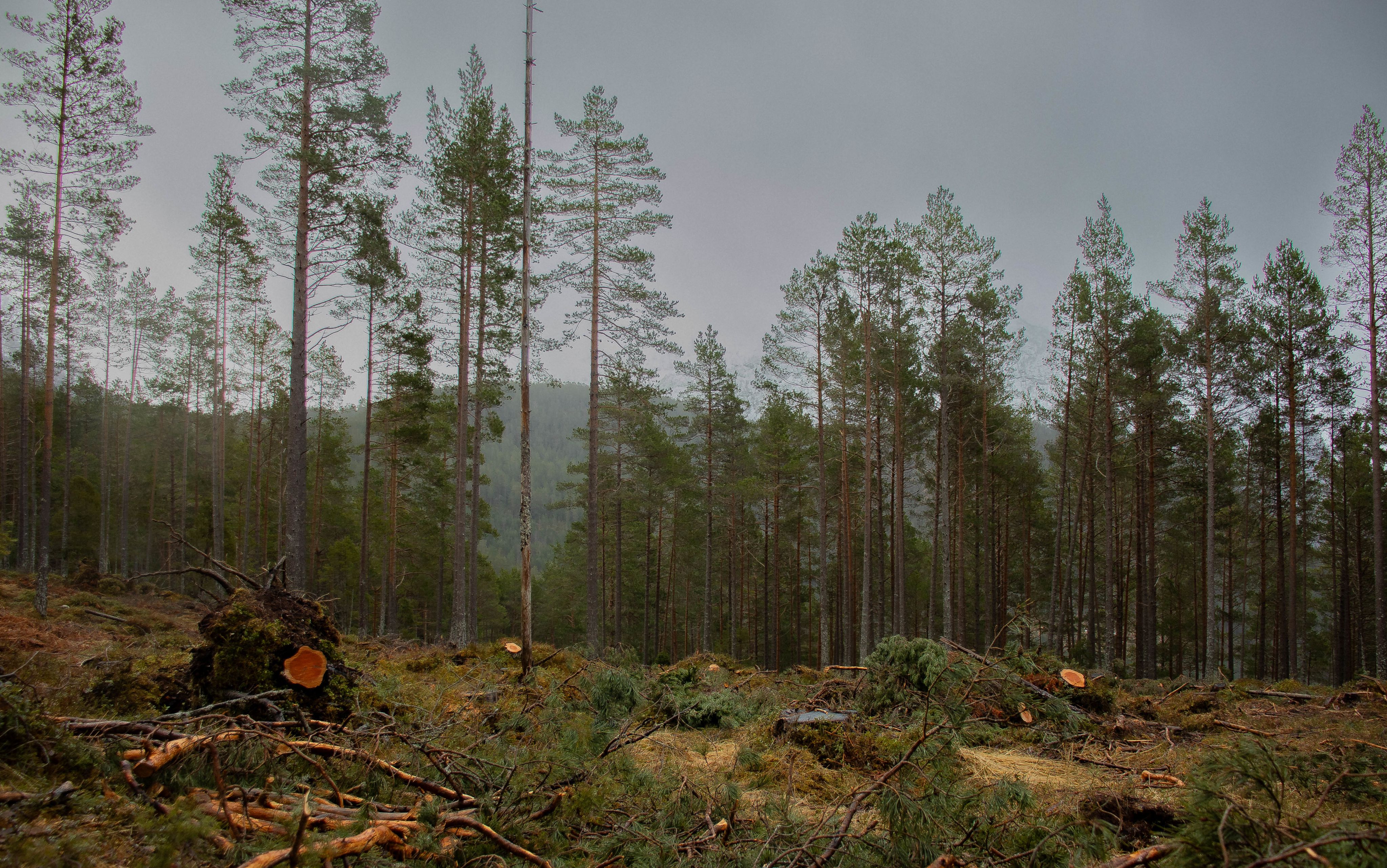 FOTO: Saga Konstanse Bjerkebekk