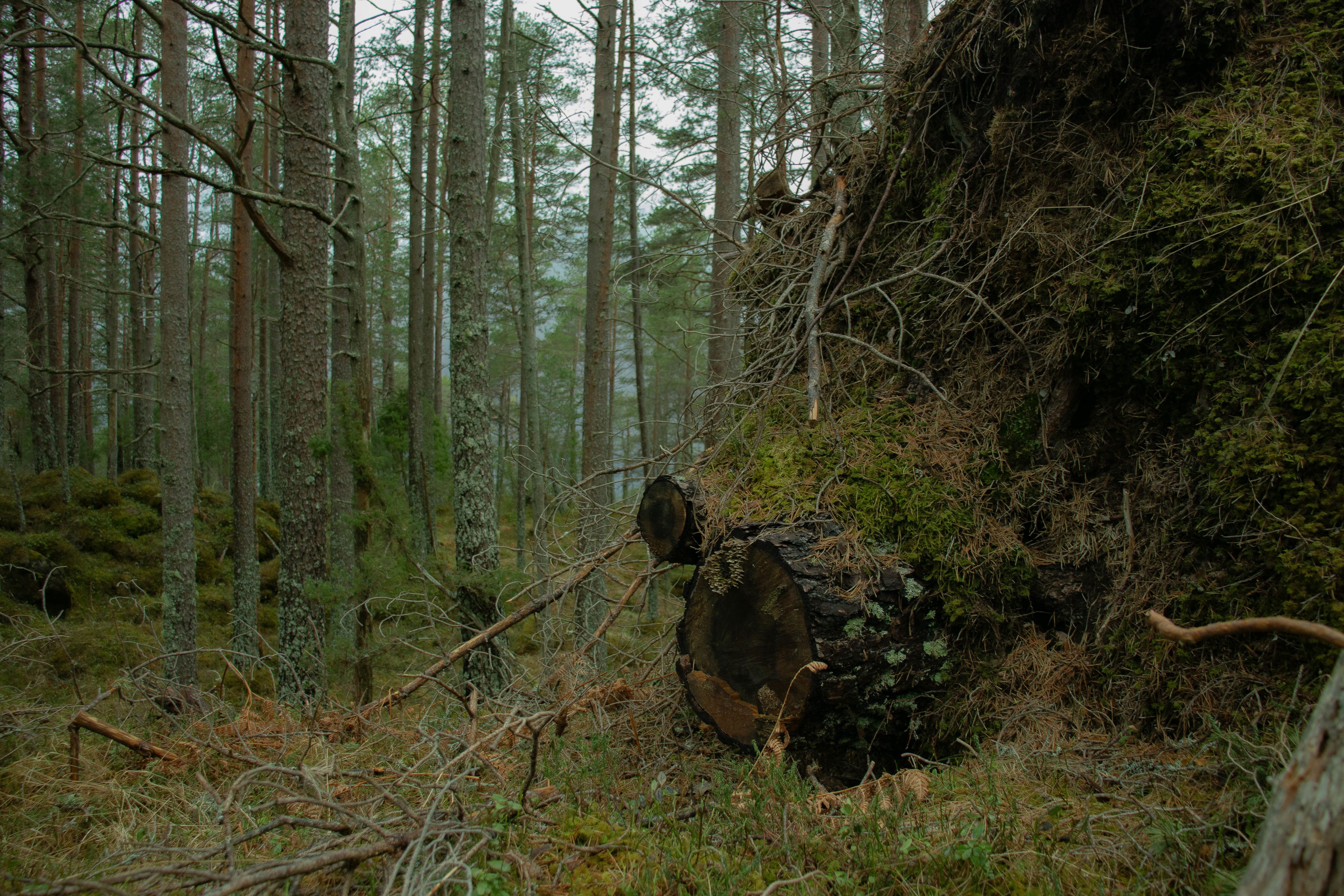 FOTO: Saga Konstanse Bjerkebekk