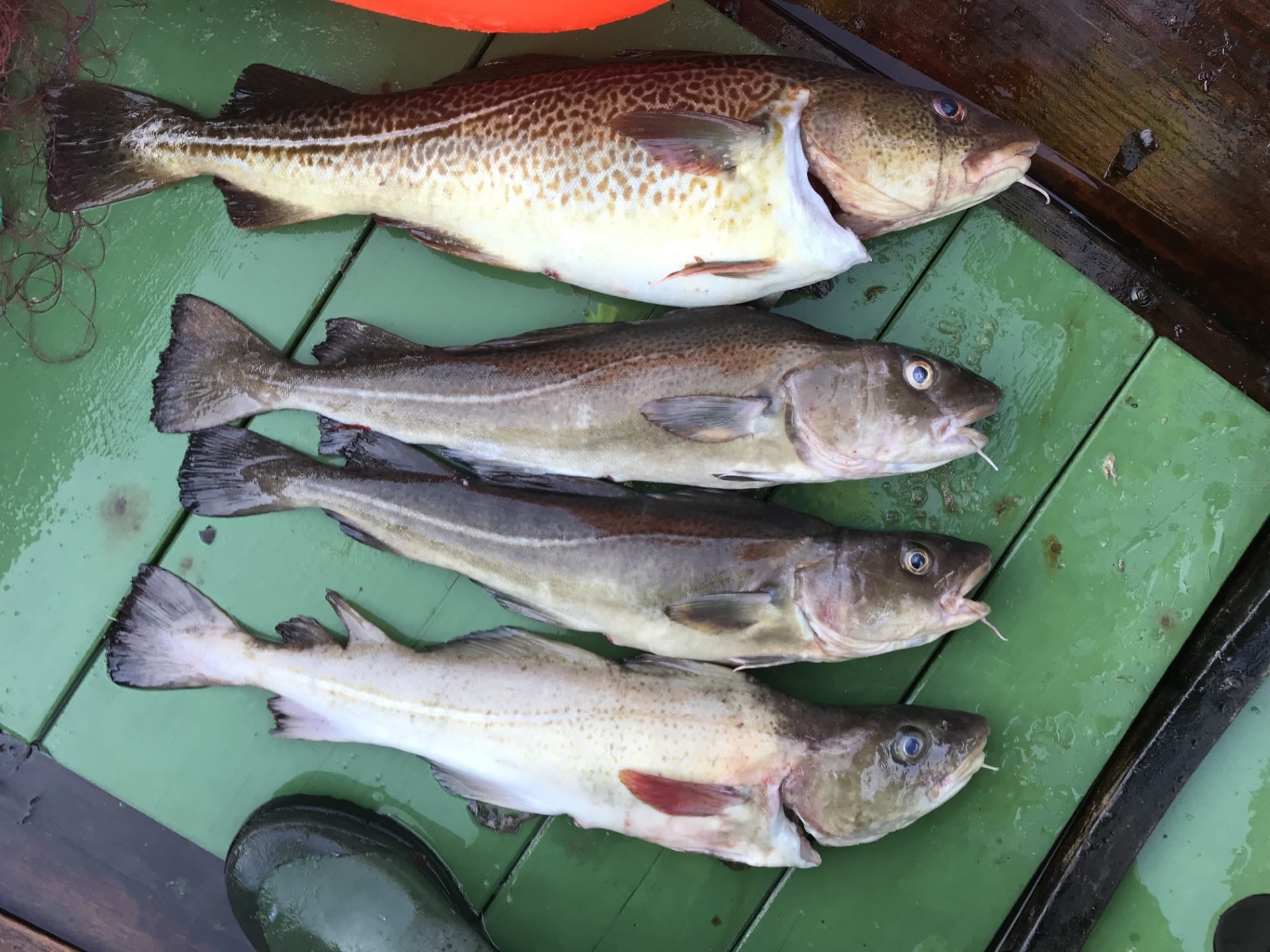 OPPDRETTSTORSK: En villtorsk(den øverste) og tre oppdrettstorsk. Fra en fisketur i oktober 2022.